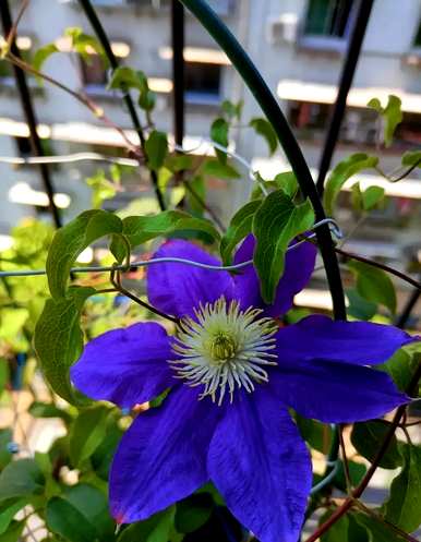 室内四季开花好养的花有哪些，室内四季开花的植物有哪些？