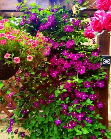 室内四季开花好养的花有哪些，室内四季开花的植物有哪些？