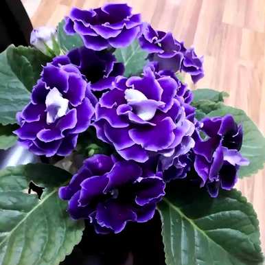 室内四季开花好养的花有哪些，室内四季开花的植物有哪些？
