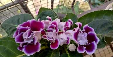 室内四季开花好养的花有哪些，室内四季开花的植物有哪些？