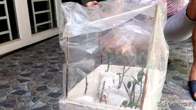 阳光玫瑰葡萄扦插繁殖最简单