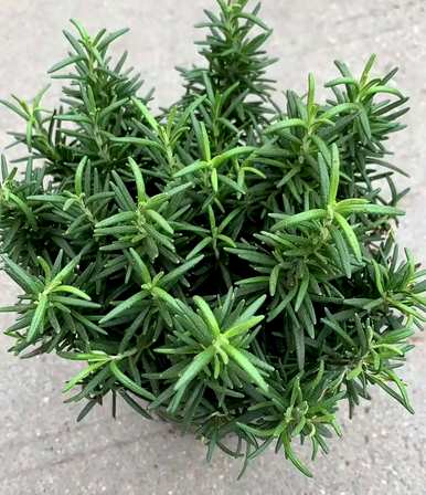 迷迭香怎么养？迷迭香僵硬了怎么办？