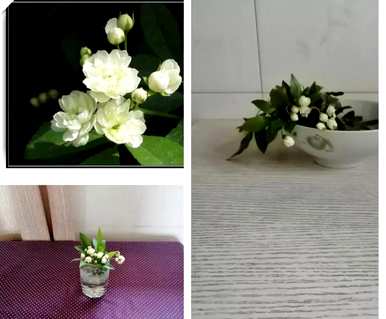 木香花在几个月内开花，木香花为什么不开花？