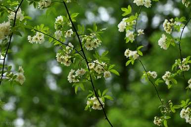木香花在几个月内开花，木香花为什么不开花？