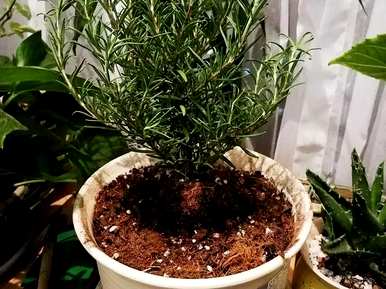 迷迭香怎么养？迷迭香僵硬了怎么办？