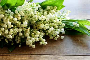 木香花在几个月内开花，木香花为什么不开花？