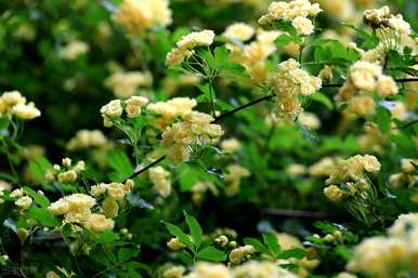 木香花在几个月内开花，木香花为什么不开花？