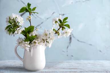 木香花在几个月内开花，木香花为什么不开花？