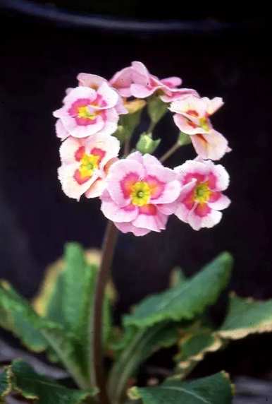 报春花一年开几次花，报春花一年开几次
