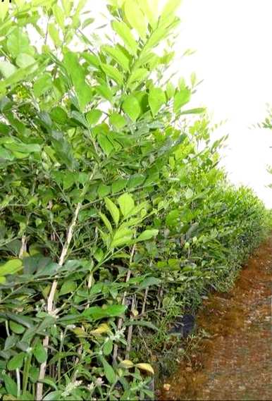 小叶九里香盆栽怎么养，小叶九里香是什么植物？