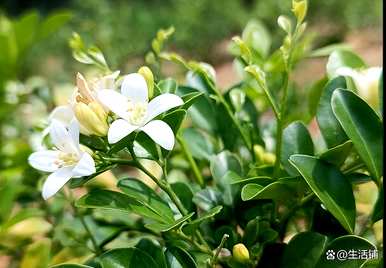 九里香何时开花，九里香何时开花养殖