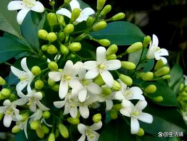 九里香何时开花，九里香何时开花养殖