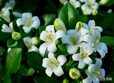 九里香何时开花，九里香何时开花养殖