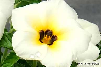 时钟花的花语是什么意思，时钟花的花语是什么意思