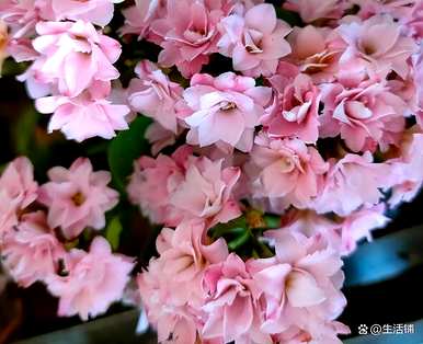 如何扦插长寿花，如何水培生根