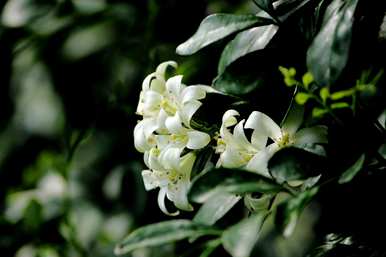 九里香花适合室内养吗？九里香适合东北室内养吗？