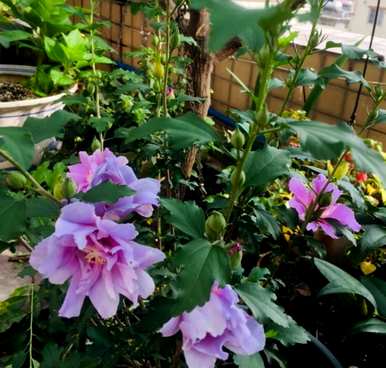 芙蓉养殖方法视频，芙蓉养殖方法