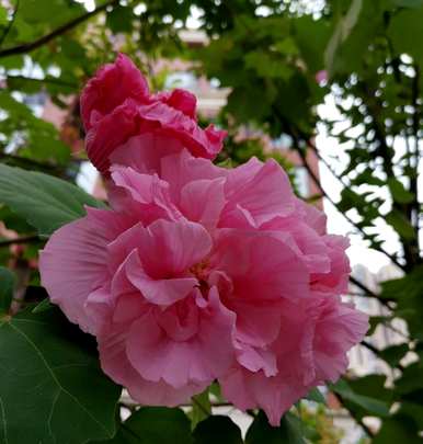 芙蓉养殖方法视频，芙蓉养殖方法