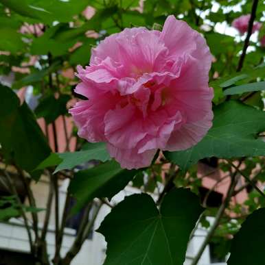 芙蓉养殖方法视频，芙蓉养殖方法
