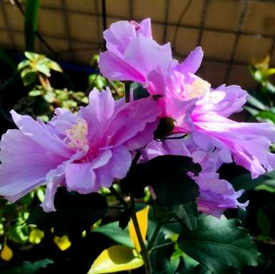芙蓉养殖方法视频，芙蓉养殖方法