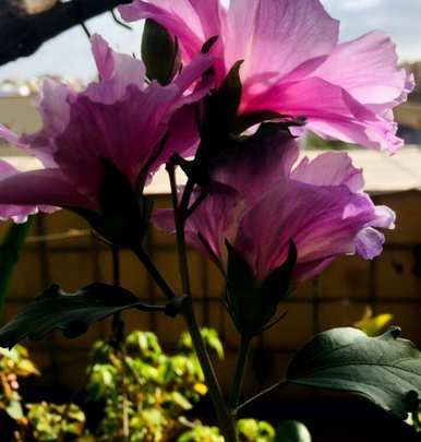 芙蓉养殖方法视频，芙蓉养殖方法