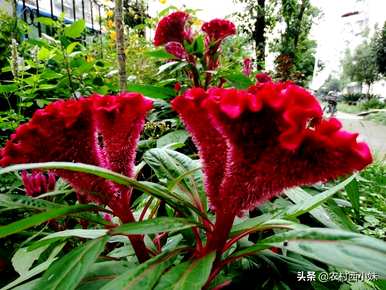 如何种植鸡冠花种子，如何种植鸡冠花种子