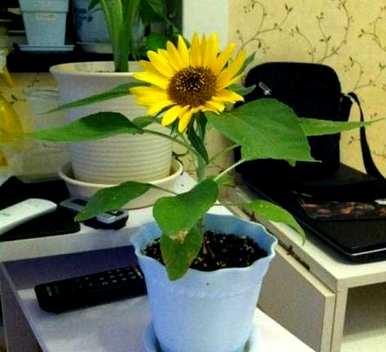 如何种植向日葵，如何种植花盆向日葵