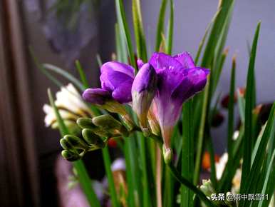 如何养香雪兰花，如何养香雪兰花