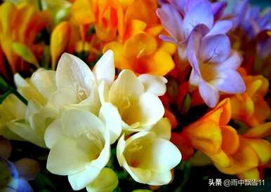 如何养香雪兰花，如何养香雪兰花
