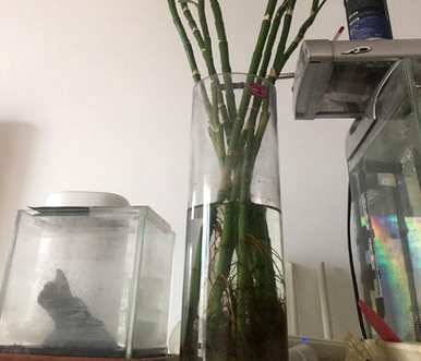 富贵竹叶发黄怎么救视频教程，富贵竹叶发黄怎么救
