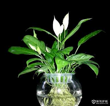 白鹤芋头水培养殖方法，白鹤芋头喜欢水培或土壤栽培