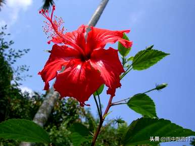如何在冬天维护扶桑花？扶桑花在冬天不会死