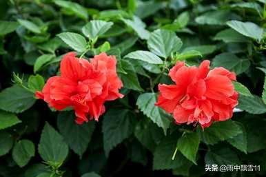如何在冬天维护扶桑花？扶桑花在冬天不会死