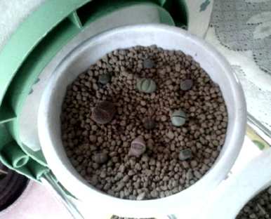 什么土种最适合生石花？