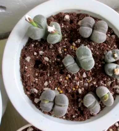 什么土种最适合生石花？