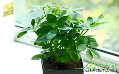 鸭掌木适合室内养吗？室内鸭掌木怎么养才茂盛？