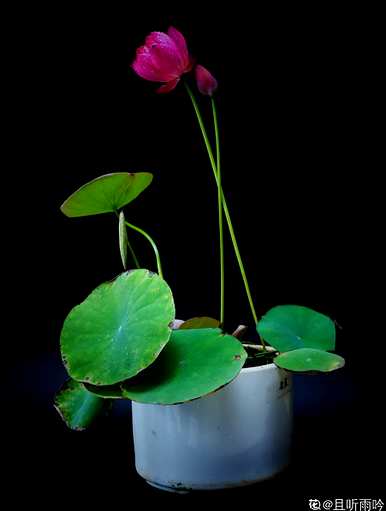 无土碗莲会开花吗？碗莲多久开花一次？