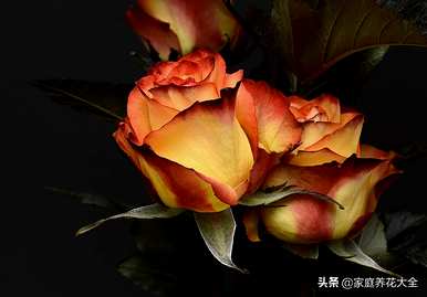 买回来的花怎么保鲜？