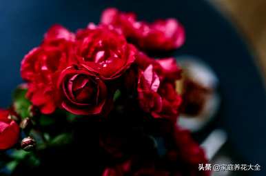 买回来的花怎么保鲜？