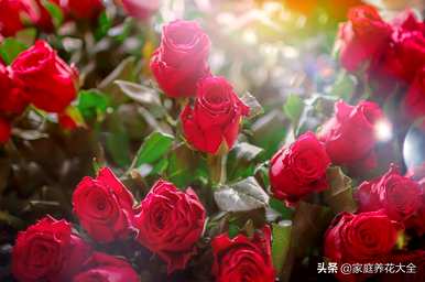 买回来的花怎么保鲜？