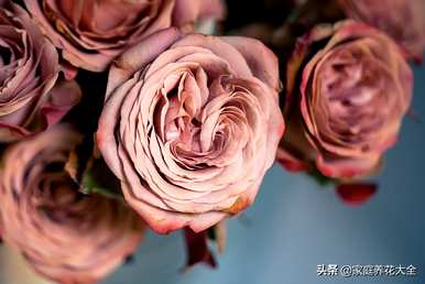买回来的花怎么保鲜？
