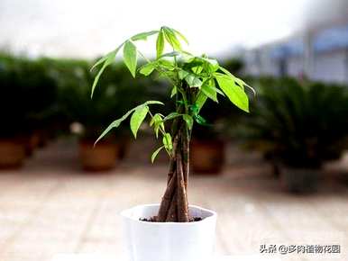 发财树好养吗？用羊粪养发财树