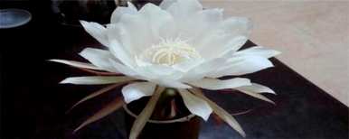 昙花期是多长时间，昙花期是多长时间？