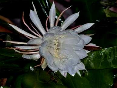 昙花期是多长时间，昙花期是多长时间？