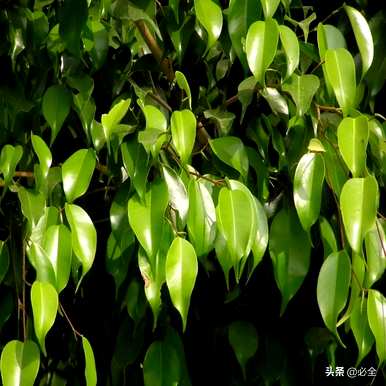 什么是常见的乔木植物，什么是常见的乔木植物？