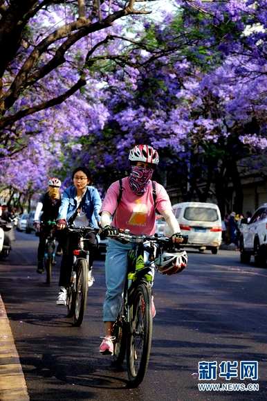 昆明教场中路蓝花对图片大全