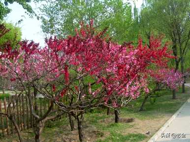 什么是常见的乔木植物，什么是常见的乔木植物？