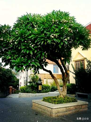 什么是常见的乔木植物，什么是常见的乔木植物？