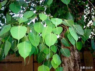 什么是常见的乔木植物，什么是常见的乔木植物？