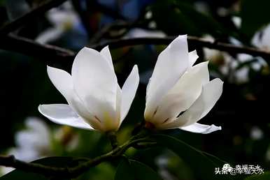 玉兰花围巾的含义和象征，玉兰花的象征意义是什么？